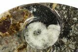 Oval Shaped Fossil Goniatite Dish - Morocco #108013-1